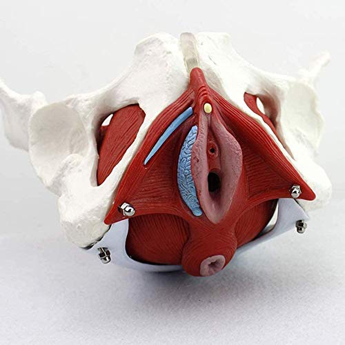 GLX Femme Pelviens Ceinturon Structure De Plancher Pelvien Modèle Musculaire Femme Modèle Anatomique du Bassin De Gynécologie Formation Docteur Cover