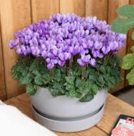 Ciclamini Terre Romagna, Piante in Vaso da 12cm, Fiori Viola,
