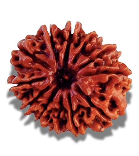 12/ Twelve Mukhi Rudraksha Lab Certified Siddha in Handmade Tasse...