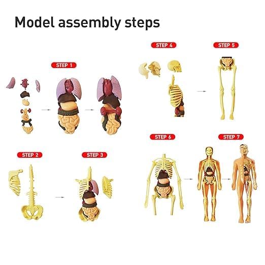 JBM ENTERPRISE Science kit Human Body Structure Model Toys for Kids | 3D Body Organs & Skeleton Model | Stem Educational Science Kit for Anatomy | Best Gift for Projects & Learning - Image 8 thumbnail