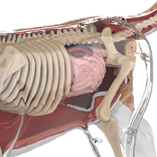 Modèle d'anatomie de chat cube pédagogique idéal pour les cours de sciences en classe