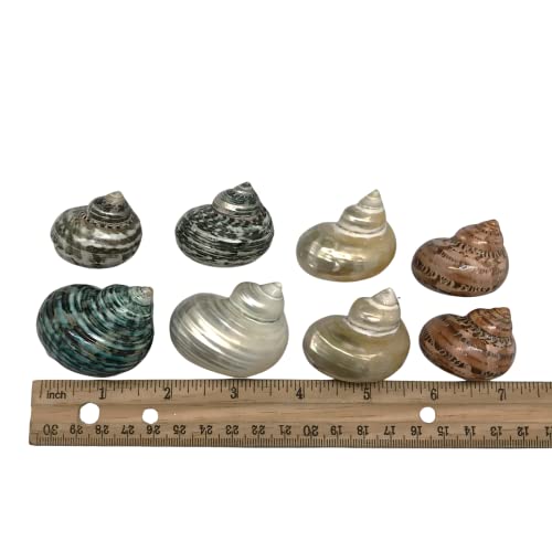 PEPPERLONELY 8 PC Natural Large Mixed Turbo Sea Shells, Hermit Crab Shells, 1-1/4 Inch ~ 2 Inch