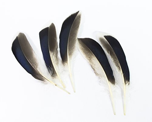 All In One Natural Feather For Diy Craft (Duck Wing) #TOP1