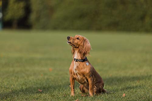 Embark Adventure Dog Collar with Soft Padded Neck, Matching Set with The Adventure Leash and Harness, Pet Collars for Dogs & Most Breeds (Medium, Black)