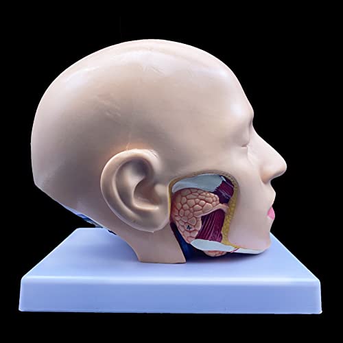 Image of XINDAM Human Head Anatomical Model 4-Part Life-Size Head Brain Cross Section Anatomy for Science Classroom Education Study Teaching Display
