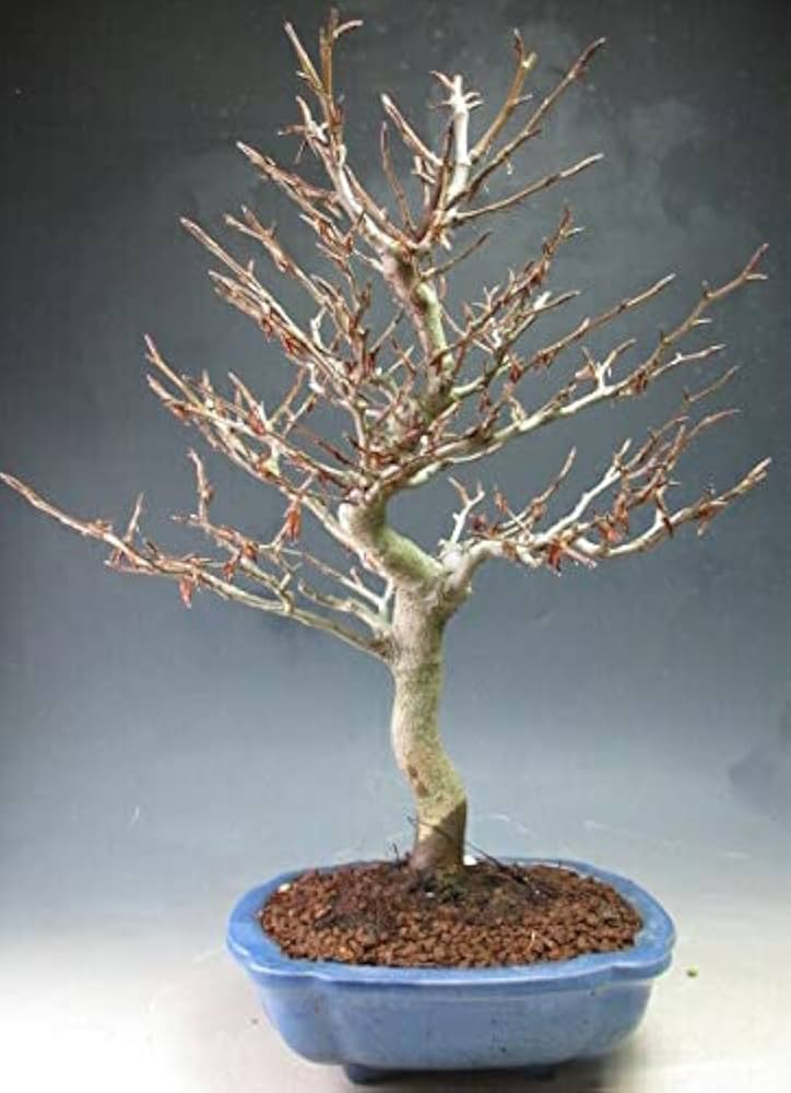 中程度の高さの盆栽ブナ 富士ブナの盆栽を販売｜盆栽妙 – 盆栽妙 本店