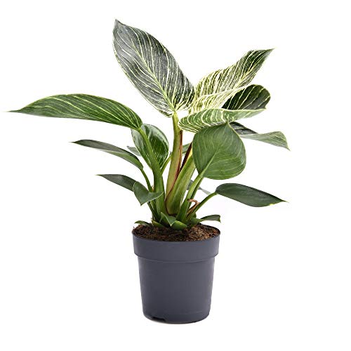 Philodendron 'White Measure' Tender Shrub House Plants Easy to Grow Your Own Striped Green and Gold Foliage Air Purifying Plant 1 x 11cm Pot by Thompson and Morgan