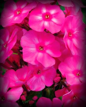 Treasuresbylee - Bubble Gum Phlox - 30 Heirloom Flower Seeds Treasuresbylee - Bubble Gum Phlox - 30 Heirloom Flower Seeds