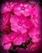 Treasuresbylee - Bubble Gum Phlox - 30 Heirloom Flower Seeds