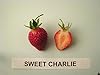 25 Sweet Charlie Strawberry Plants bare root #1