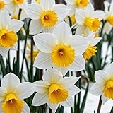 Raro Narciso bulbi,Piante perenni,Narciso pianta vera,resistenti al freddo,Tagliare,Facile da curare(non artificiali)-4 bulbi-B