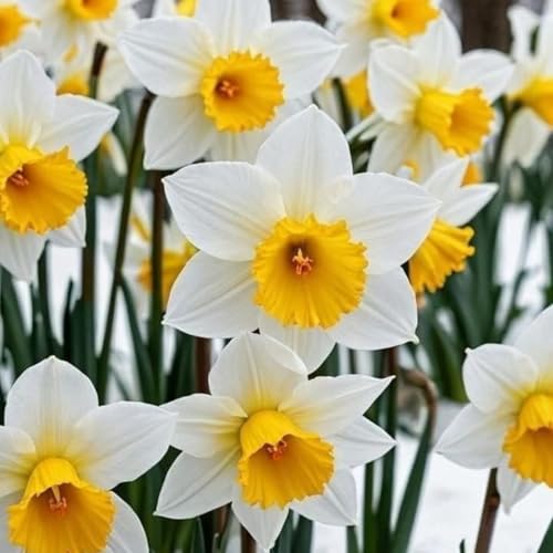 Raro Narciso bulbi,Piante perenni,Narciso pianta vera,resistenti al freddo,Tagliare,Facile da curare(non artificiali)-4 bulbi-B