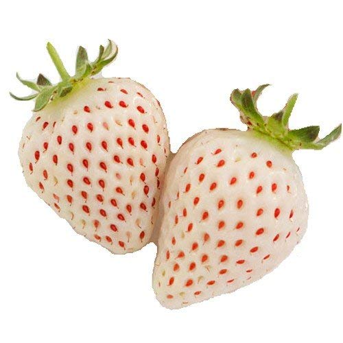 Amazon | 白苺（イチゴ）天使のいちご・エンジェルエイトの苗（3苗