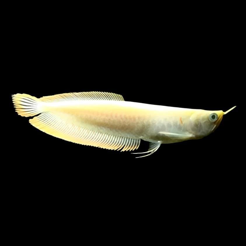 Albino Yellow Banana Arowana 4–5” – Exotic Live Freshwater Aquarium Fish – Rare Golden Albino with Bright Yellow Body – Intelligent Active Surface Swimmer Perfect Centerpiece for Large Tropical Tanks