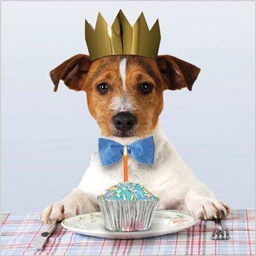 Tarjeta de felicitación (aba8681) Humor cumpleaños – Jack Russell cachorro para tartas