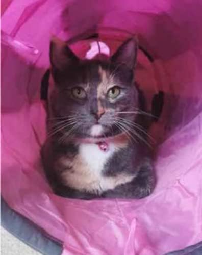 Ancol Acticat Cat Play Tunnel