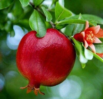 See full amazon price history chart for Garden Nature Care Healthy Live Pomegranate Fruit Plants Afghan Variety Home Garden Plant Pack of 1 Garden Nature Care Healthy Live Pomegranate Fruit Plants Afghan Variety Home Garden Plant Pack of 1 (B0BPHN9BXN) Amazon Price History, Amazon Price Tracker