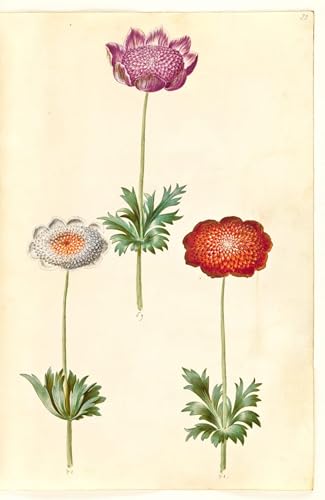 Cuadro Anemone coronaria de Hans Simon Holtzbecker en lienzo de 60x90cm
