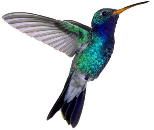 Tatuaje Temporal de Colibrí 2.5x2" 3 copias