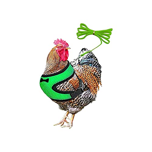 Arnés de pollo, con correa...