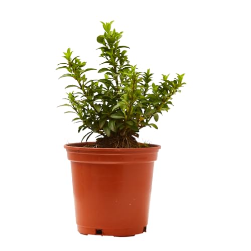 Verdecora Euonymus Microphyllus en maceta de Ø13cm | Euonymus japonicus microphyllus | Arbusto Compacto y Resistente | Ideal para Bordes, Setos Bajos y Jardines Ornamentales