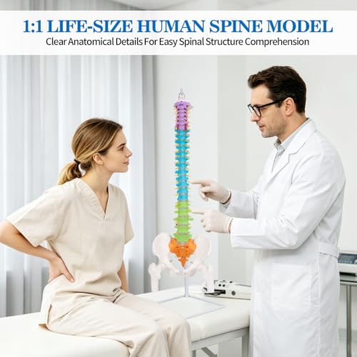 Image of 34.6 inchLife-Size Colored Anatomical Spinal Model with Anatomical Diagram