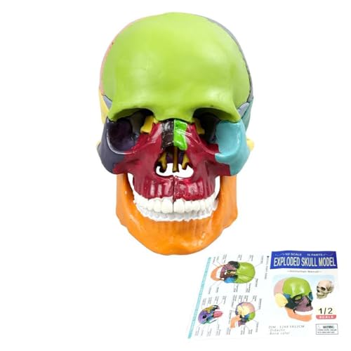 Anatomical Skull Model 15 Parts Human Skull Model Detachable Multicolor Skull Teaching Tools Decorative Gifts with Colored Instruction Manuals (Mini Size）