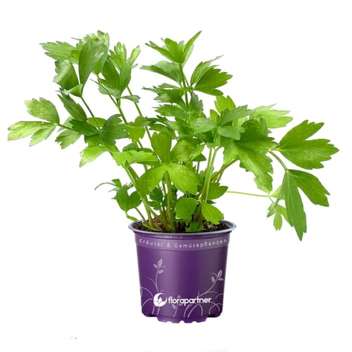 Liebstöckl - Maggi Kraut Liebstöckel Pflanze im Topf Levisticum officinale Küchenkräuter winterhart & mehrjährig Frische Kräuterpflanze für Garten & Balkon 1stk.