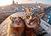 Postkartenblock Crazy Cats: 20 witzige Postkarten zum Verschenken und Verschicken