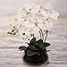 Larksilk White Phalaenopsis Orchid, Lifelike Blooms in 7