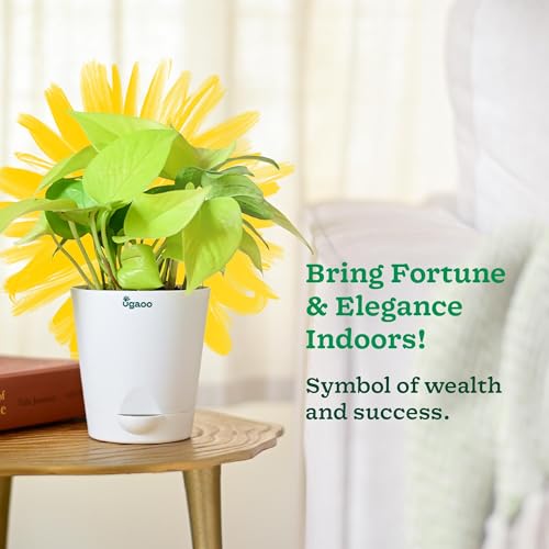 Ugaoo Golden Money Plant Indoor With Self Watering Pot (Image - 2)