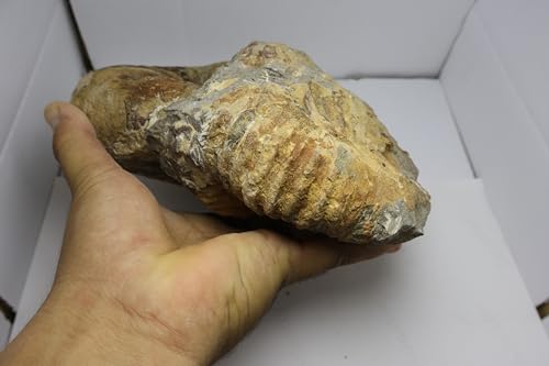 Image of Rare Ammonite Nautilus Ammonite Fossil Fossil from Morocco Fossils Ammonites Fossil Rock A295