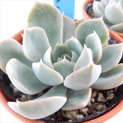 Amazon Oriエケベリア リラシナ 月影 ノバ 多肉植物 エケベリア 6cmポット 観葉植物 オンライン通販