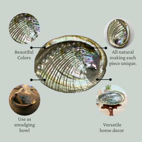 NessaStores Abalone Shell - All Natural Smudge Bowl, 4 to 5 Inches, Perfect for Smudge Sticks, Incense Sticks and Sage Kit. JC-011