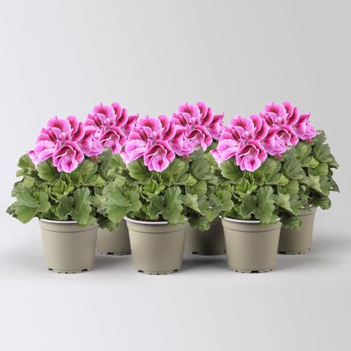 Edelgeranie Bella Donna® 'Don Mario®', lila, Topf-Ø 12 cm, 4 Pflanzen
