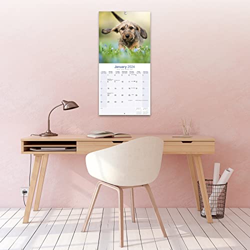 Wirehaired Dachshund Calendar 2024 Square Dog Breed Wall Calendar - 16 Month - Image 4