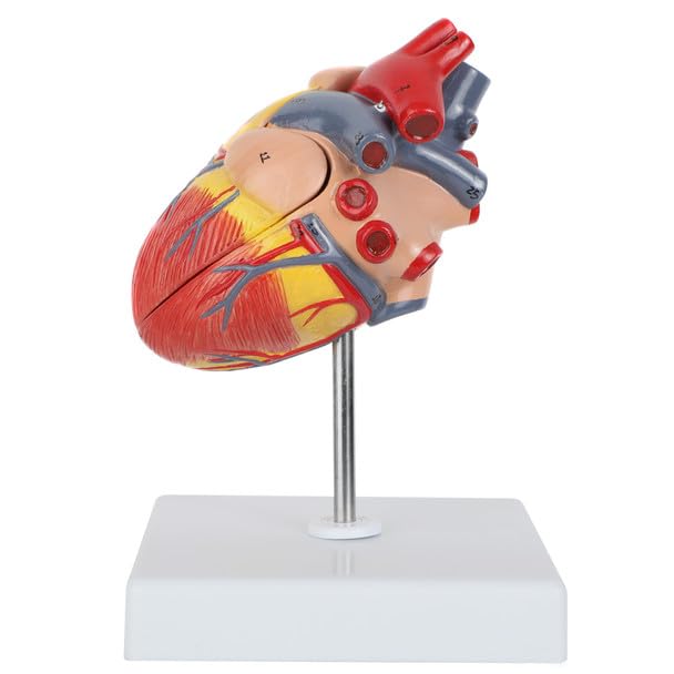 Axis Scientific 2-Part Life-Size Canine Heart Anatomy Model - Detailed Canine Heart Anatomy Model for Veterinarians, Teachers, Students -Includes Study Guide - Durable and Realistic