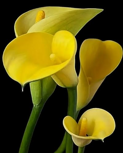 Loisir créatif anti-stress diamond painting arum jaune 40x50 cm
