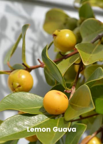 Image of Rare Thai Variety Yellow Strawberry Guava Plant (GRAFTED) Cherry Guava Live Plant (Psidium cattleyanum) Exotic Fruit tree 1 Plant in Polybag inchFruit After 6-12 Month
