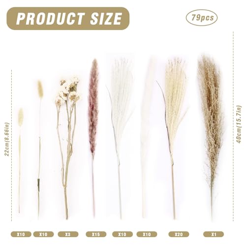Pampas Grass Large Dried Pampas Grass Natural 70pcs miniatura 4