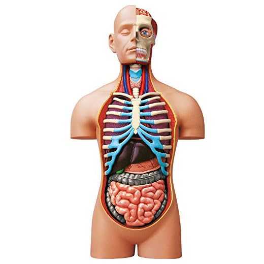 EXPLORA - Torso - Anatomía del Cuerpo Humano - 546080 - Modelo Realista de 54 Piezas - Instrucciones de Ensamblaje y Cuestionario Educativo - Juego para Niños - Científico - A Partir de 8 años