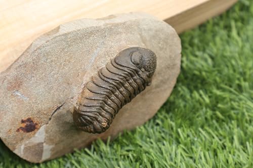 Image of Trilobite Fossil Morocops Trilobite Fossil Trilobites Rock Trilobite Fossil from Morocco Trilobite Fossil A65