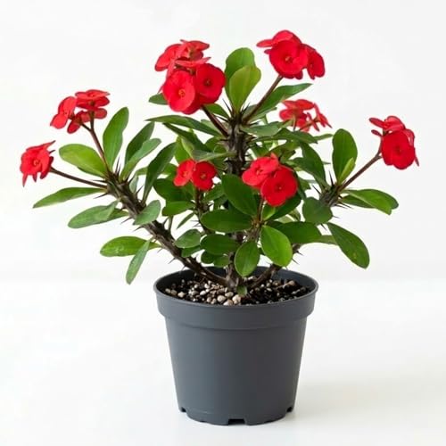 Red Crown of Thorns Plant Live Euphorbia Milii Flowering Succulent Live Plant 4 Inch Pot Large Blooms