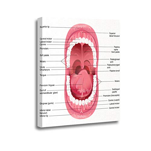 Ansouyi 12x16 Inches Canvas Wall Art Painting Tooth of Diagram for Anatomy Human Mouth Open Dental Home Decorative Artwork Prints
