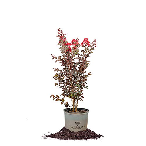 PERFECT PLANTS Best Red Black Diamond Crape Myrtle Live Plant, 3 Gallon, Includes Care Guide