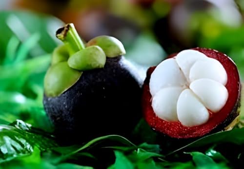 Image of Tropical Tasty inchKerala Purple Mangosteen inch Fruit Pack of 1 seedling Healthy Live plant for Home Garden.