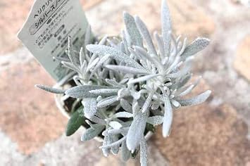 常緑多年草 カラーリーフ ヘリクリサム シルバースノー ラベル付き2 5号苗 花 Amazon