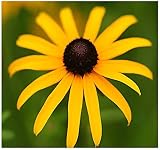 Big Pack - (100,000+) Black Eyed Susan Flower Seeds - Self Reseeds Rudbeckia hirta - Perfect Golden