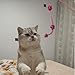 IUHKBH Cat Wands, 3 PCS Mesh Tube Teaser Toys with Fur Ball Cute Aesthetic Kitten Wand Interactive Cat Toy for All Breed Sizes