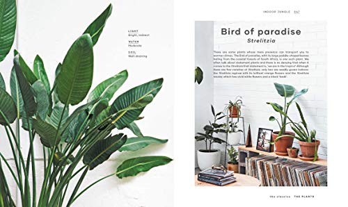 The Leaf Supply Guide to Creating Your Indoor Jungle - Thumbnail 5